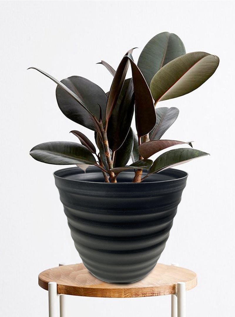 Wide Veins Wave Planter